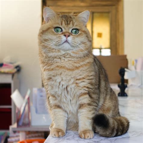 levage british shorthair metz|Elevage de British shorthair et longhair Golden et Silver